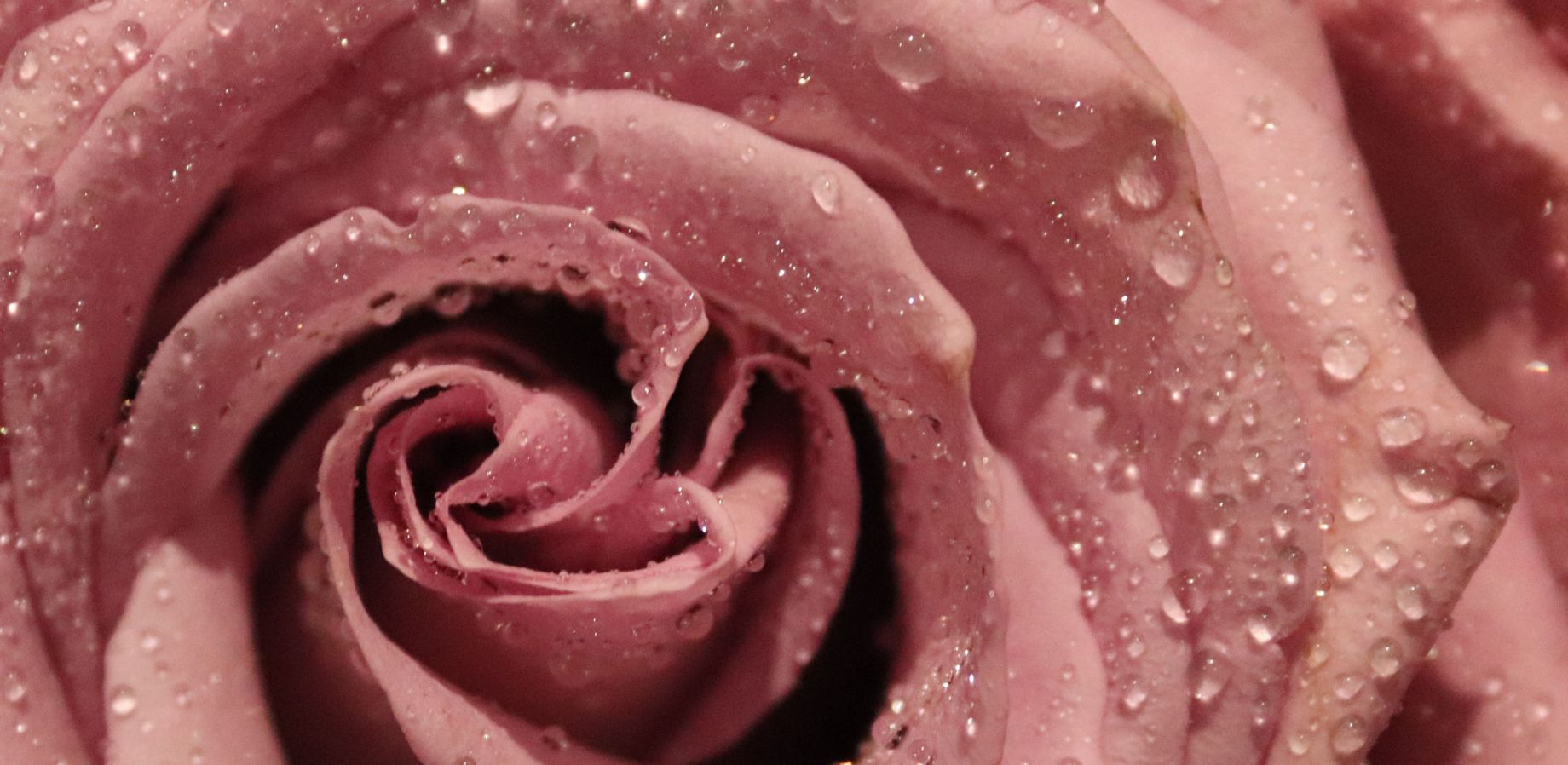 A Rose is a Rose is a Rose