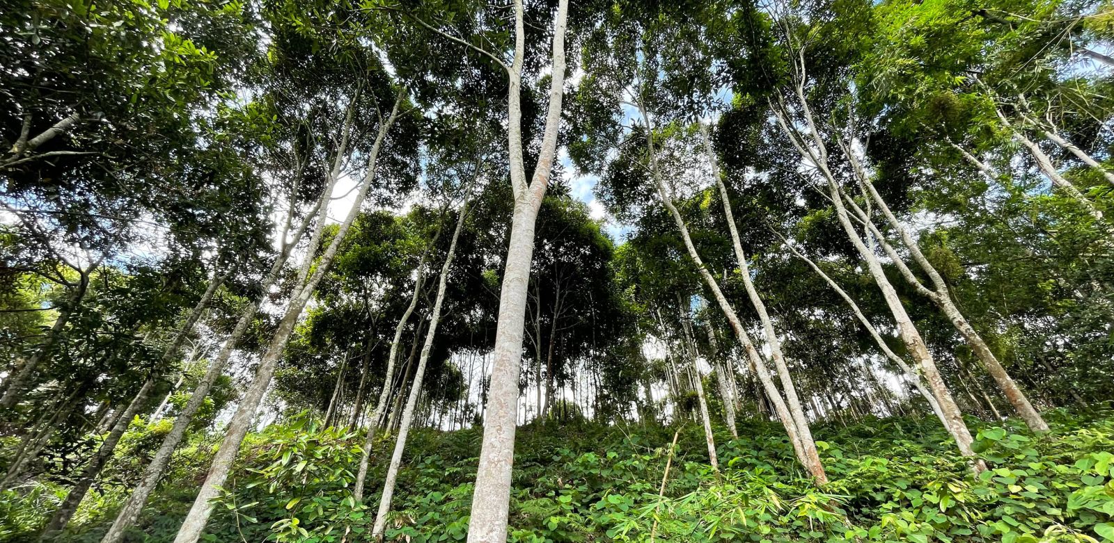 12 Oils of Ancient Scripture - Volume 5, Number 2 - These powerful oils are excellent for supporting all of our body systems, as well as offering a variety of emotional and spiritual benefits.