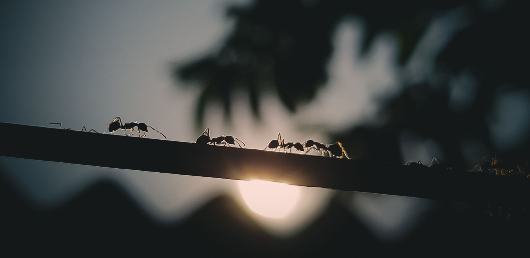 The Ant Philosophy By Jim Rohn - Volume 7, Number 3