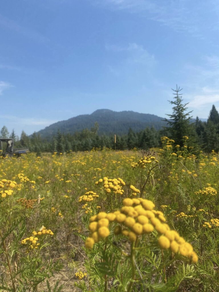 07. Just steps away from the Grand Fir tree farm. In the foreground the yellow flowers are Idaho Tansy which grows wild in many places in the area