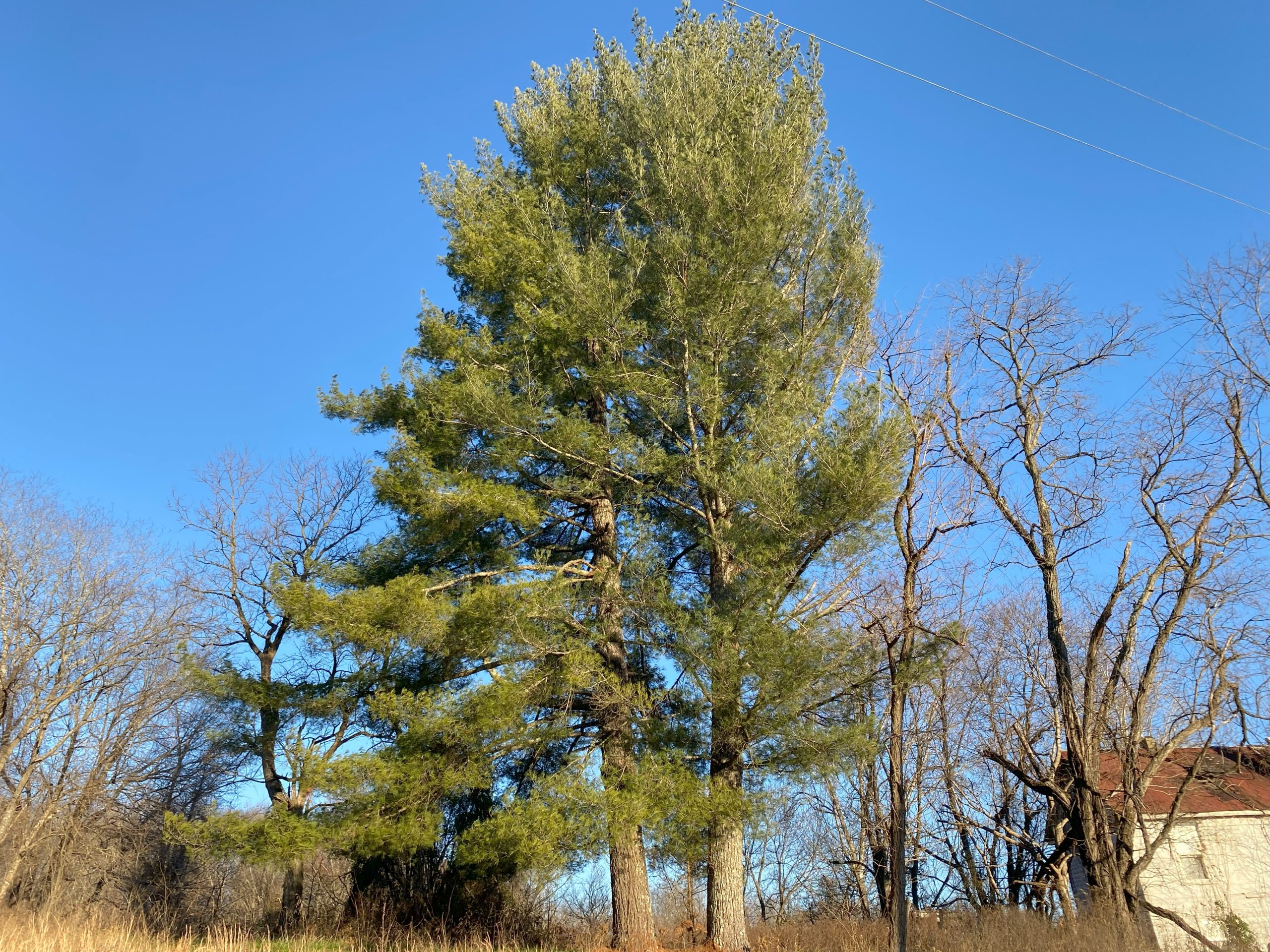 A pair of eastern white pines (Pinus strobus) growing near CARE Headquarters.
